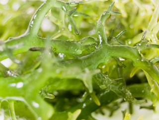Omega-3 DHA attivi da olio di alga, completamente vegetale